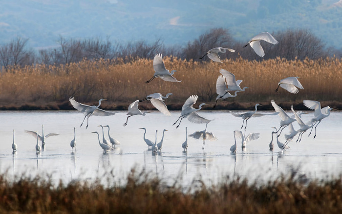 A flock of birds in the Messinia region of the Peloponnese © courtesy of Costa Navarino