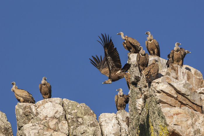 Griffon vultures are just one of the many bird species to look out for in Monfragüe National Park © Javier Fernández Sánchez - Getty Images
