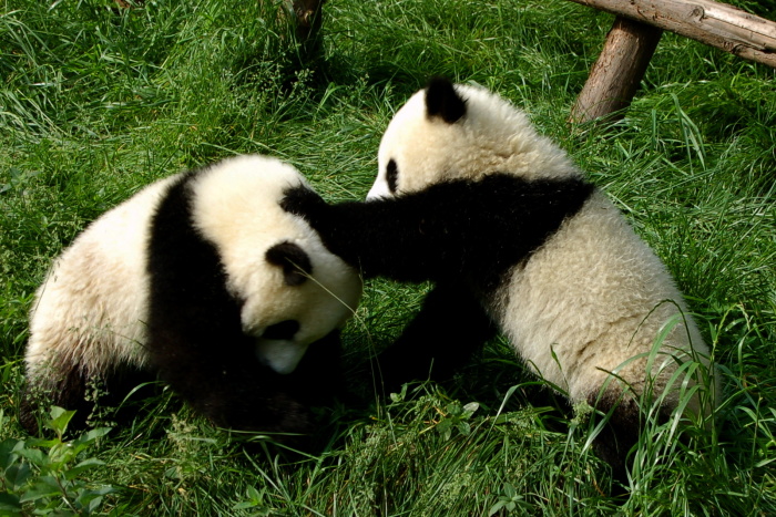 Hrající si pandy velké