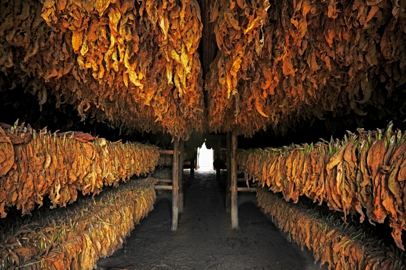 Sušení tabákových listů