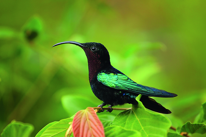 Dominica fauna Dominica fauna