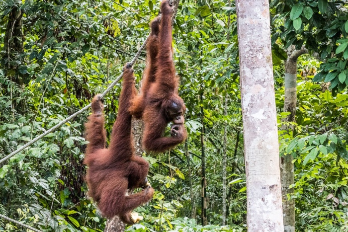 Borneo_7 Borneo_7