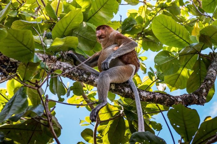 Borneo_5 Borneo_5