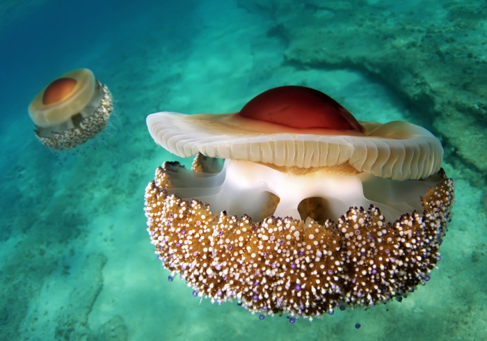 Austrálie meduza Austrálie meduza