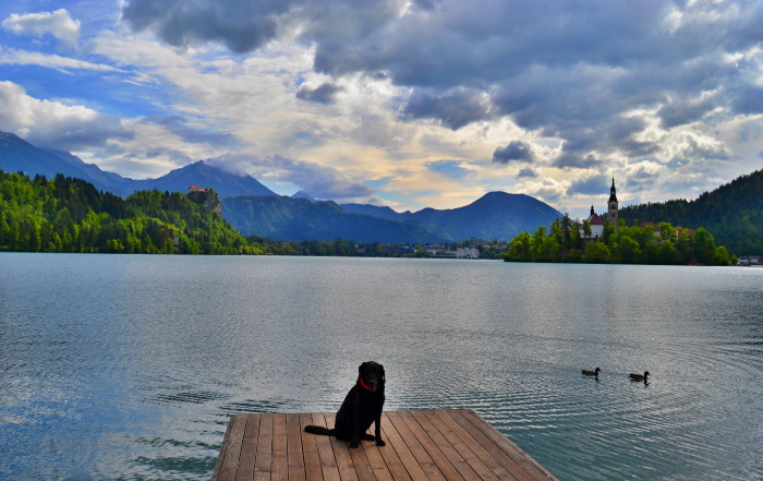 Jezero Bled Jezero Bled