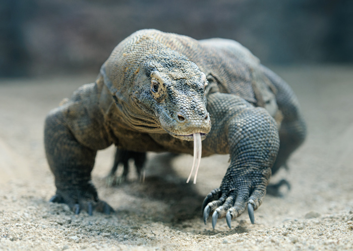 Komodo Komodo
