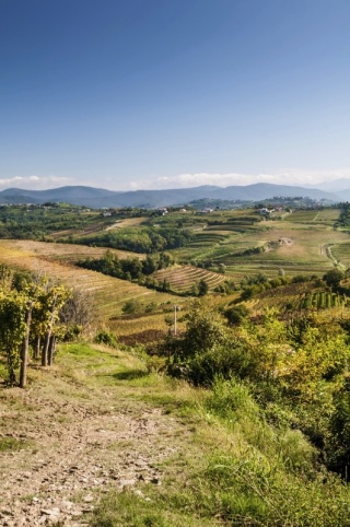 Panorama vinic v překrásném regionu Collio blízko San Floriano, Gorizia. ©Bosca78/Getty Images/iStockphoto Panorama vinic v překrásném regionu Collio blízko San Floriano, Gorizia. ©Bosca78/Getty Images/iStockphoto