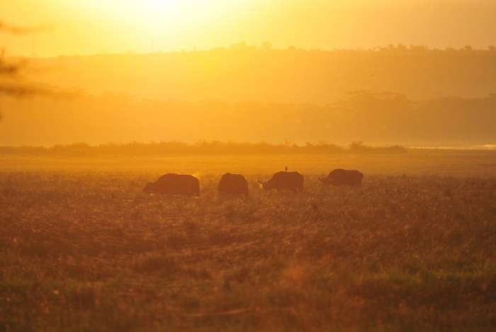 Jezerní safari Nakuru_5