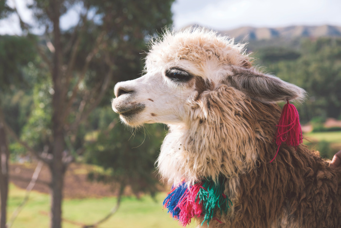 CHOQUEQUIRAO, PERU