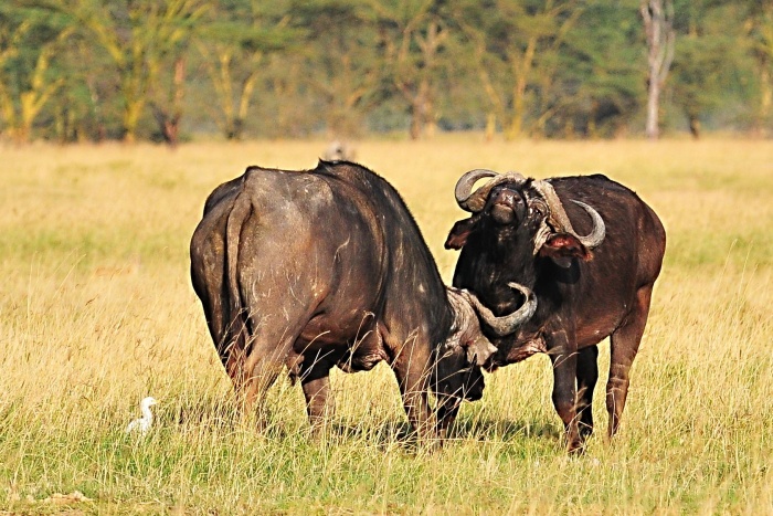 Jezerní safari Nakuru_9