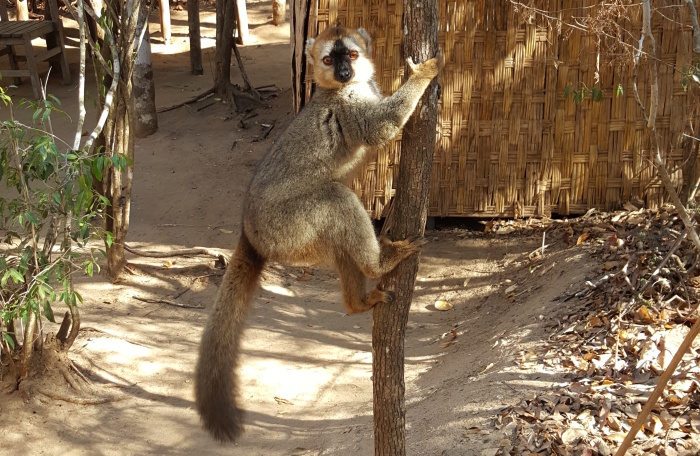Madagaskar1_2