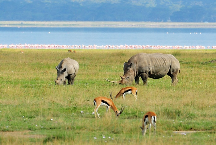 Jezerní safari Nakuru_2