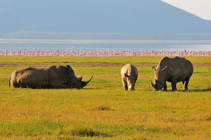 Jezerní safari Nakuru_4