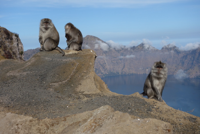 Rinjani - makakové