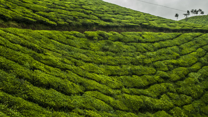 Munnar5