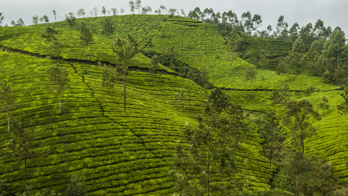 Munnar7