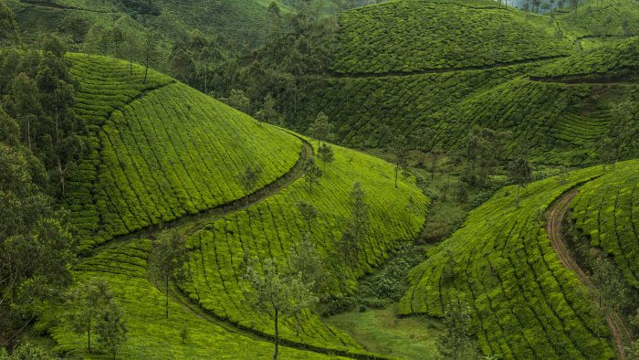 Munnar2