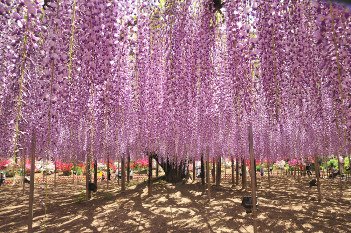 Ashikaga Flower Park