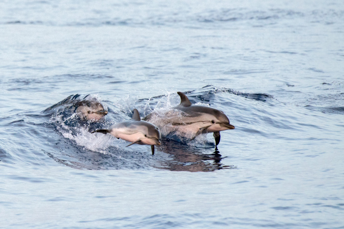 Delfíni na Azorech