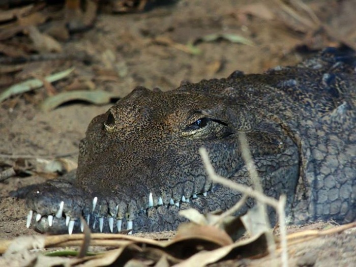 Austrálie krokodýl