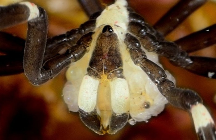 Austrálie pavouk