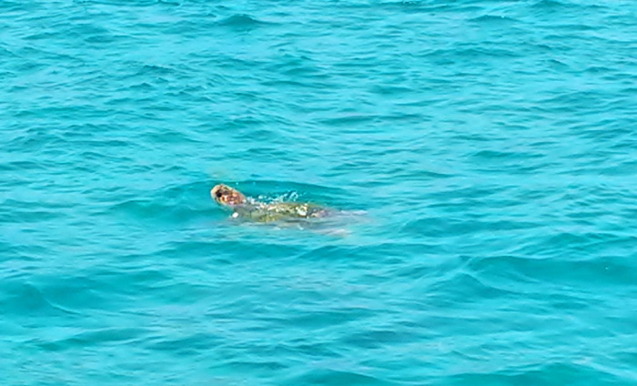 Zakynthos Caretta_2