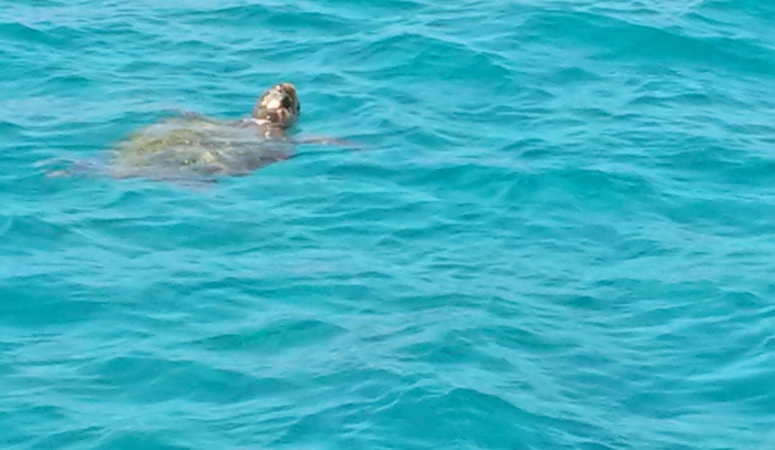 Zakynthos Caretta_1