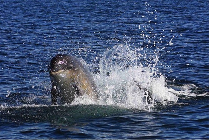 Delfín skotačící u Moray Firth