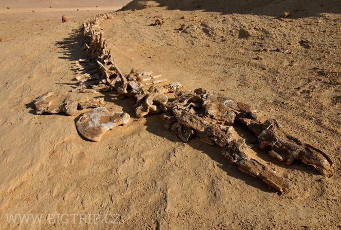 Wadi Hitan - kosterní pozůstatky mořských živočichů