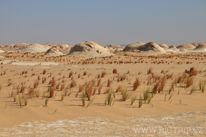 White desert - bílá poušť má mnoho tváří a tak nepřekvapí ani tráva 