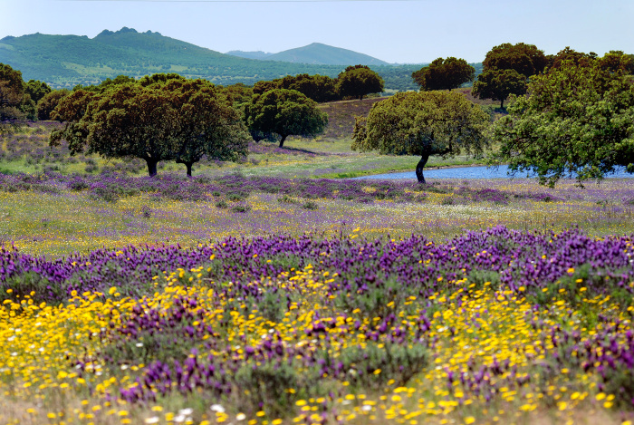 Extremadura's beautiful countryside and lesser known attractions make it perfect for getting off the beaten track © Jacques van Dinteren - Getty Images