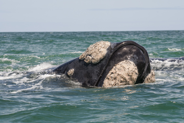 Gansbaai