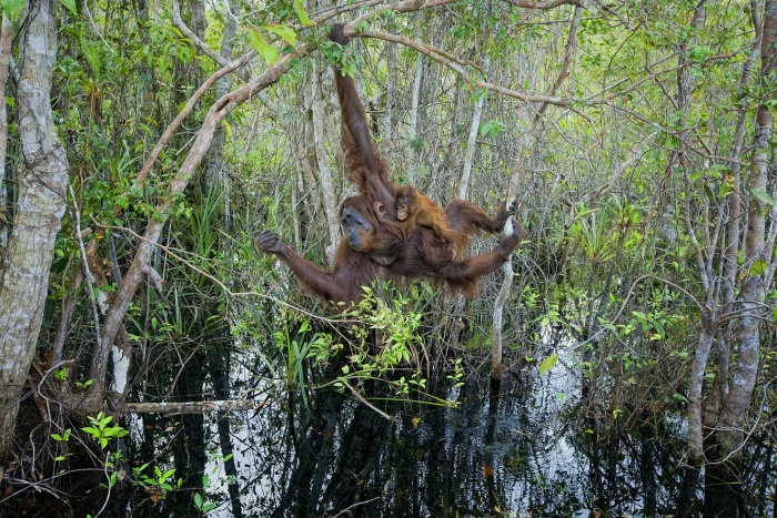 Orangutan