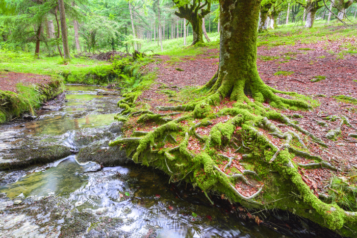 Gorbea NP, Španělsko