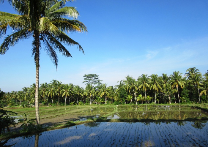 Ubud_1