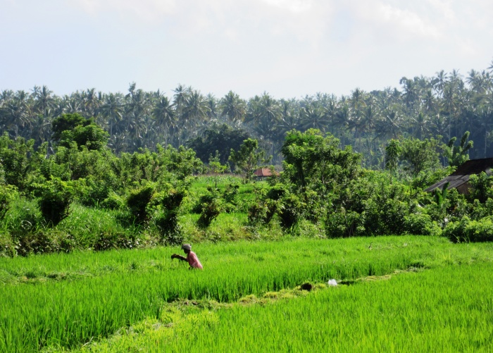 Ubud_3