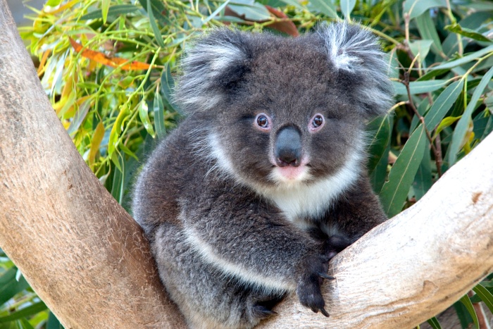 Austrálie koala