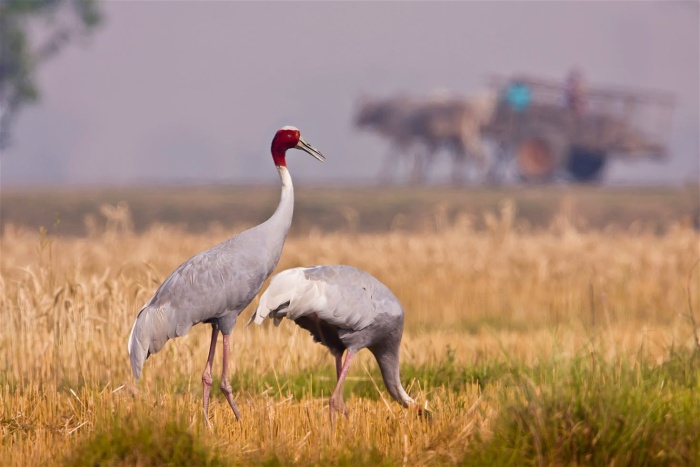 Lumbini_5