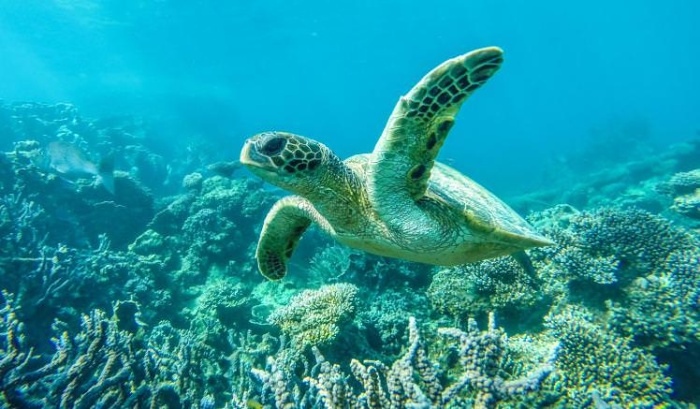 Ningaloo - Austrálie