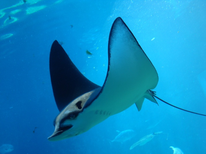 Manta