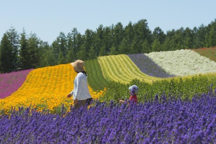 Nejsevernější japonský ostrov rozkvétá do krásy © Danita Delimont / Getty Images