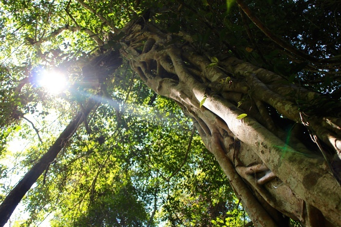 Laos strom