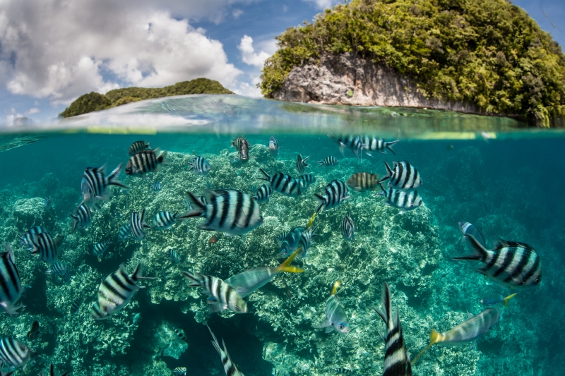 Podmořský svět na Palau