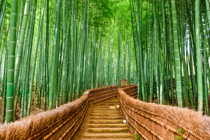 Sagano bambusový les