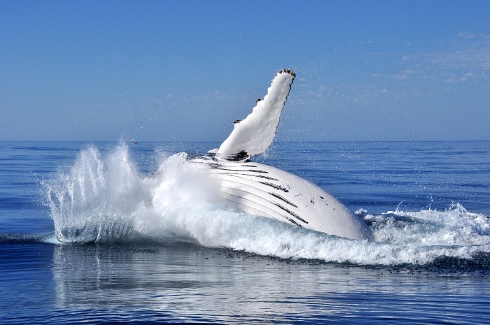 Austrálie velryba