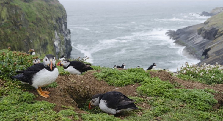 Skomer