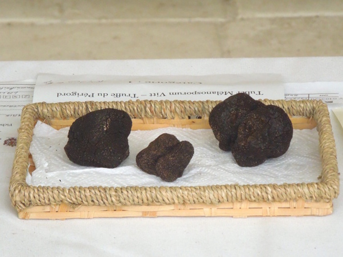 Truffles at the Sainte-Alvère market in the Dordogne © Alexis Averbuck - Lonely Planet