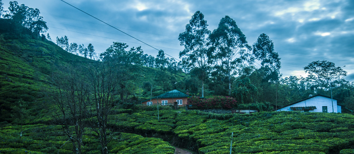 Munnar1