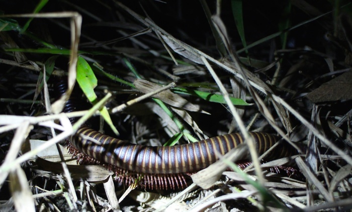 Laos fauna